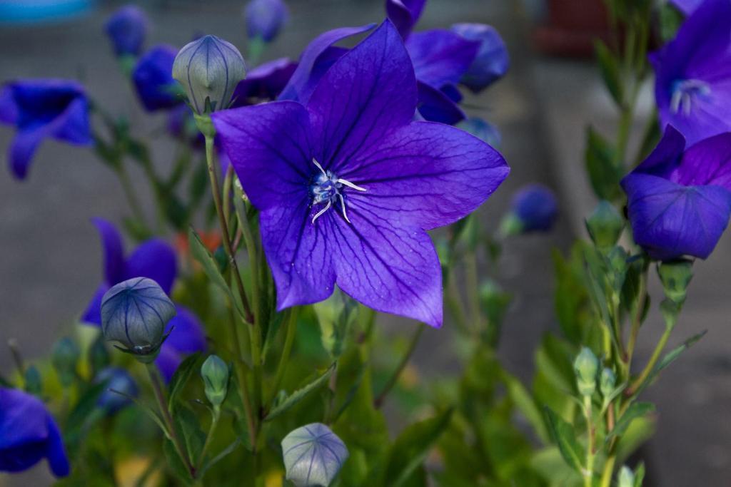 Il Giardino Degli Angeli Bed & Breakfast Framura Dış mekan fotoğraf