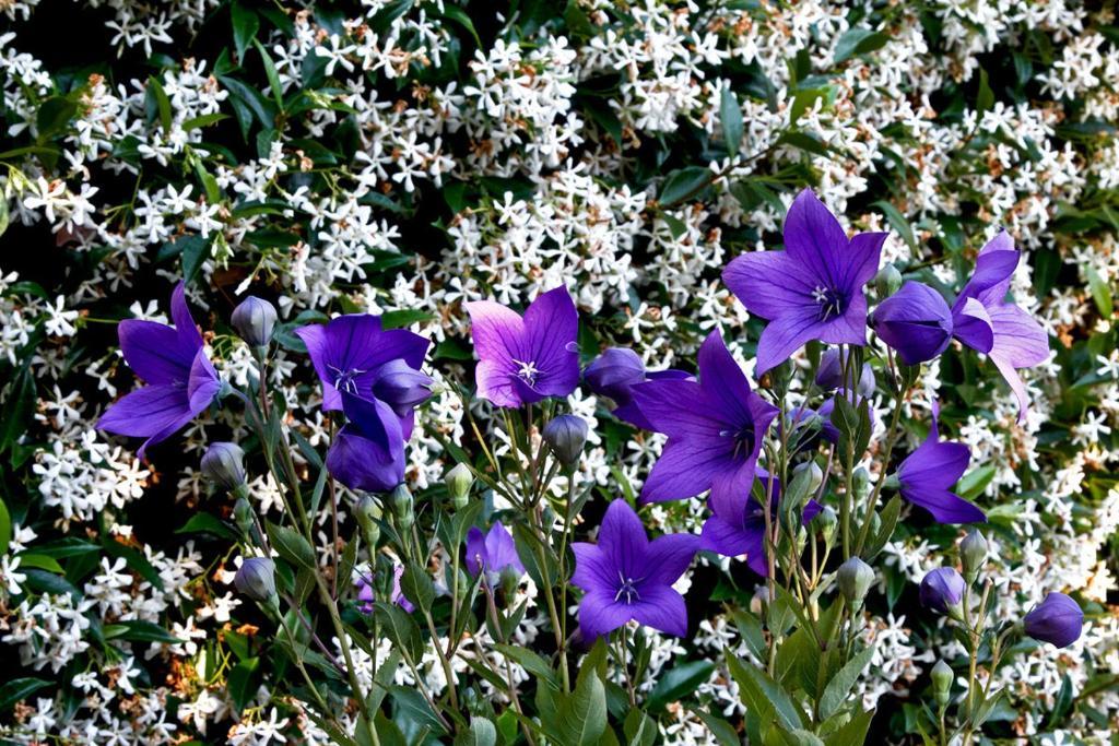 Il Giardino Degli Angeli Bed & Breakfast Framura Dış mekan fotoğraf